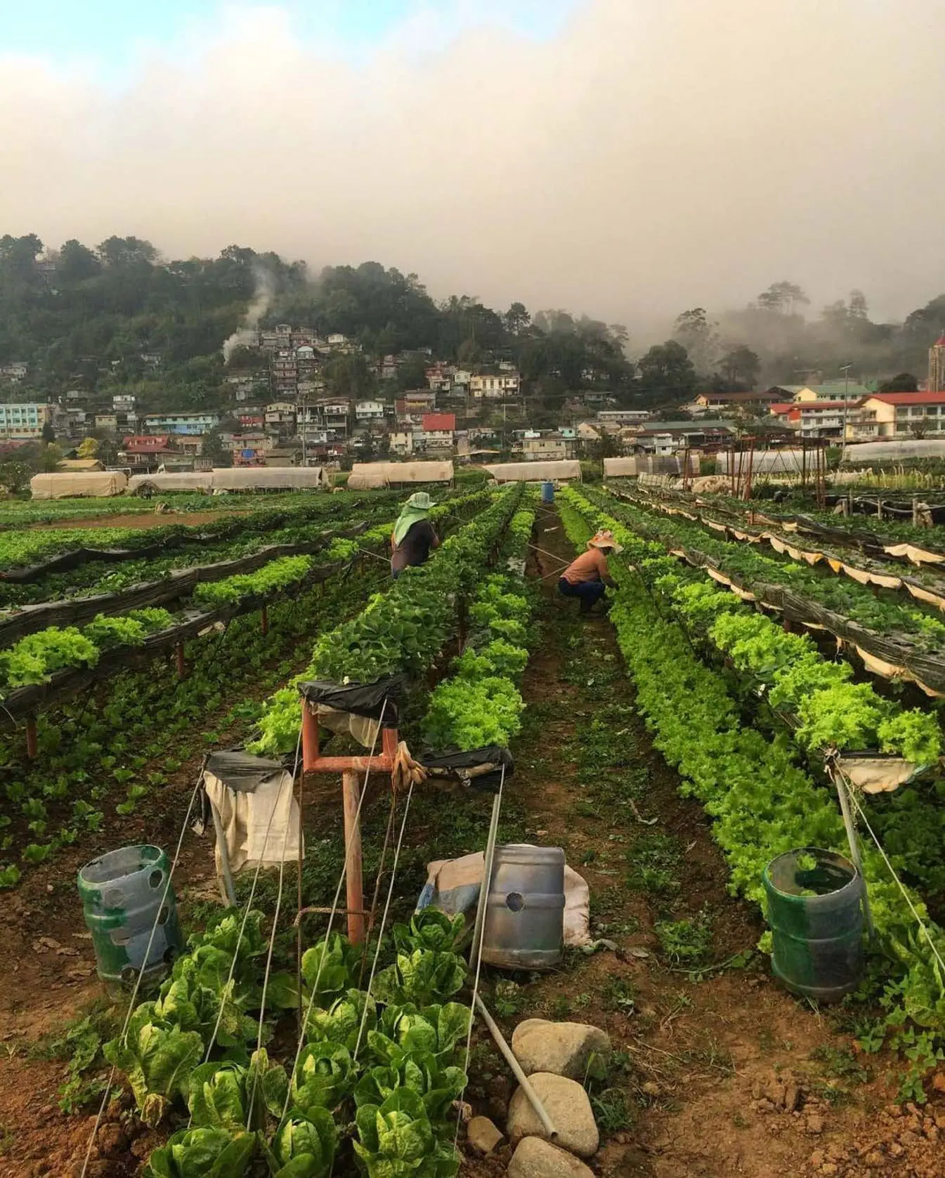 Agriculture-WAE-Website
